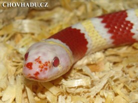 Lampropeltis ruthveni albino