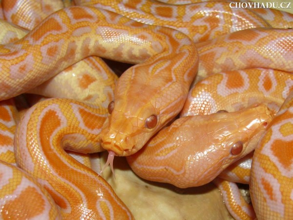 python-bivitatus4