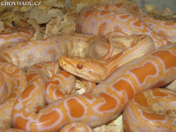 python-bivittatus1