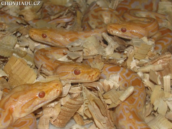 python-bivittatus2